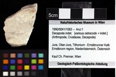 Foto (Objket + Etiketten) von Decapoda indet. 